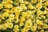 500 TIDY TIPS Layia Platyglossa Native Yellow & White Flower Seeds Flowering Plants