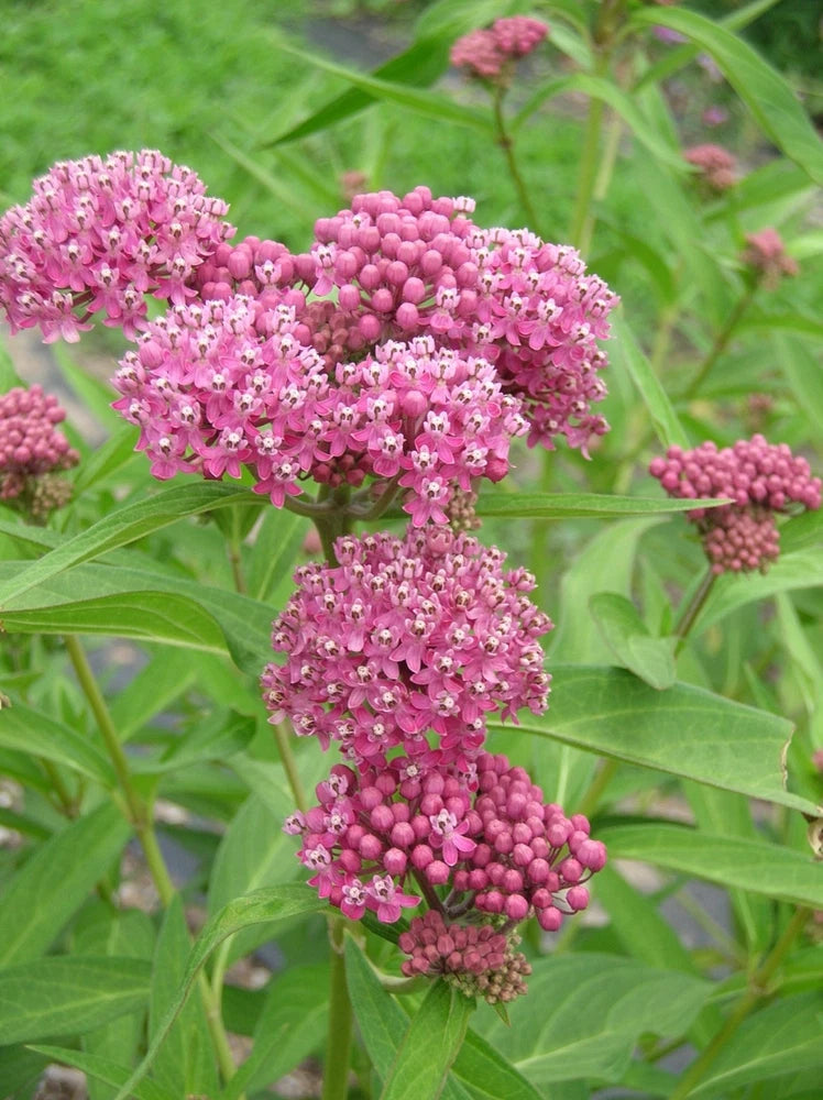 Rose milkweed plant with dense clusters of pink flowers and round buds