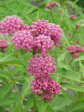 Swamp Milkweed Asclepias Incarnata, Rose Milkweed, Easy Grow, PLANT Now On Sale Roses