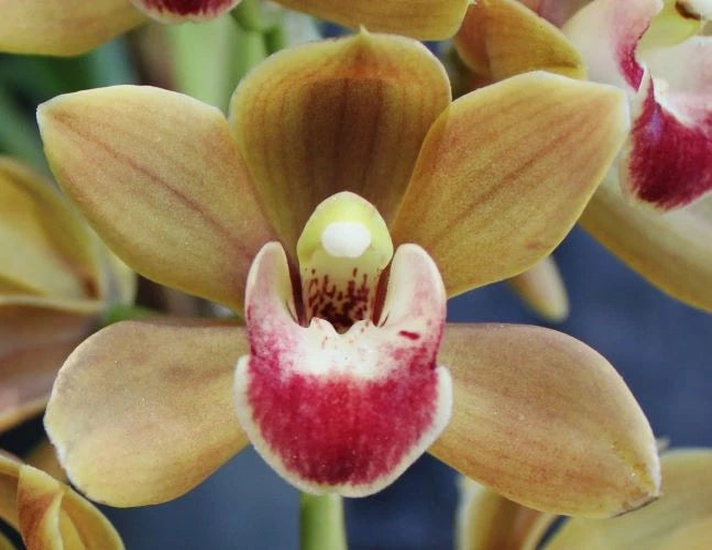 Orchids Cymbidium Drew's Delight Orchids