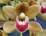 Orchids Cymbidium Drew's Delight Orchids