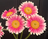 200+ Pink & White Gerbera Daisy Seeds for Garden Planting - USA - FREE SHIPPING! Garden Plants