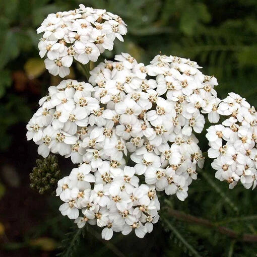 White Yarrow Seeds | Non-GMO | Free Shipping | Seed Store | 1265 Flowering Plants