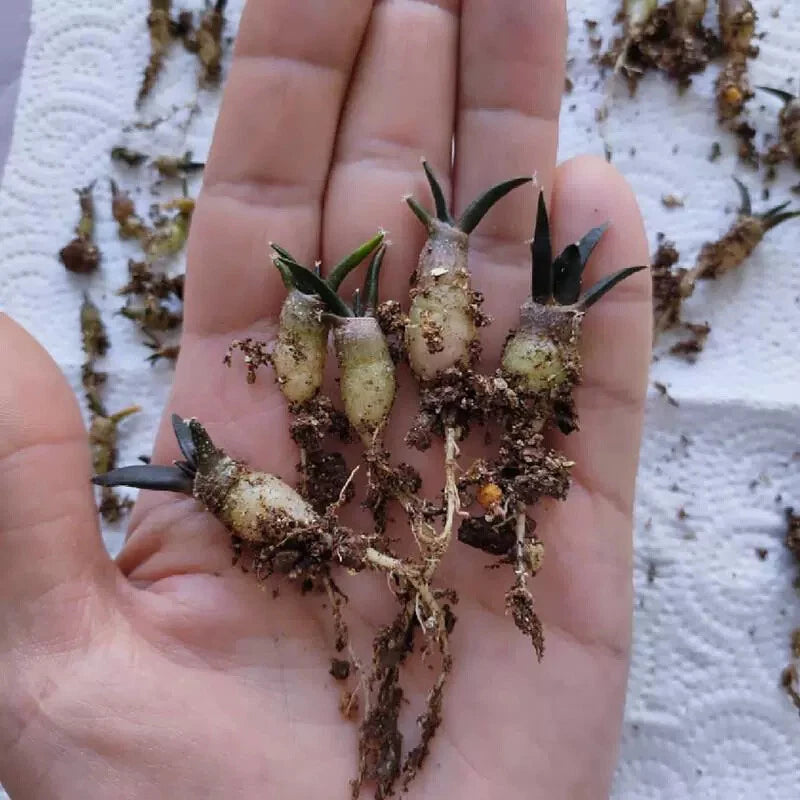 Set of small succulent cactus seedlings with green tops and exposed brown roots