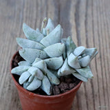 D7598 CRASSULA CORNUTA pot5,5-H4,5-W6,5 cm MaMa Cactus Green Plant