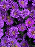 25+ Purple Gem Marigold Seeds for Garden Planting - USA - FREE SHIPPING! Garden Plants