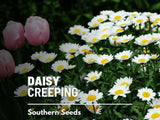 Creeping Daisy Seeds, Heirloom Flower, Chrysanthemum paludosum, USA Grown Flowering Plants