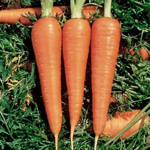 DANVERS CARROT 1100 SEEDS NON-GMO FRESH FOR GARDENS Garden Plants