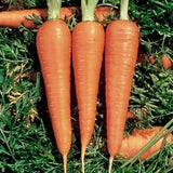 DANVERS CARROT 1100 SEEDS NON-GMO FRESH FOR GARDENS Garden Plants