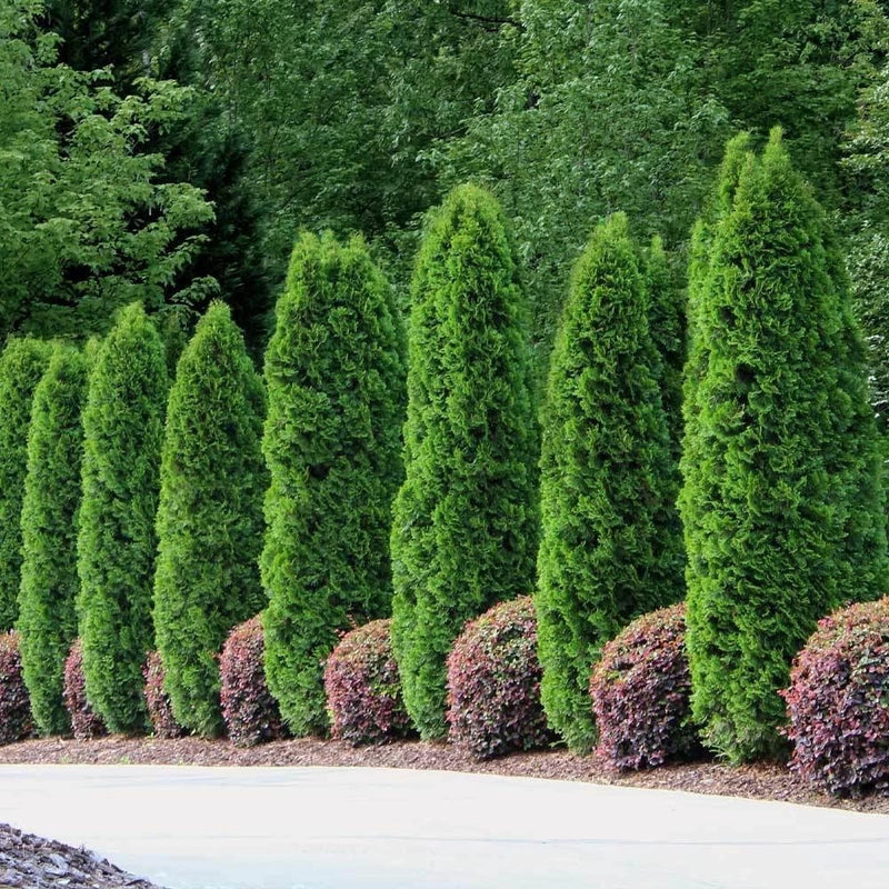 30 Emerald Green Arborvitae - Thuja occidentalis - Starter Plant Green Plant