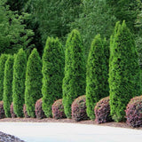 30 Emerald Green Arborvitae - Thuja occidentalis - Starter Plant Green Plant