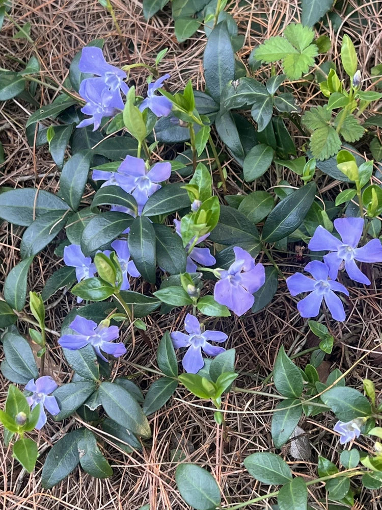 35 Creeping Myrtle Periwinkle Vinca Vines Flowering Plants Ground Cover, SHADE Flowering Plants