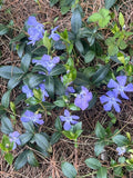 35 Creeping Myrtle Periwinkle Vinca Vines Flowering Plants Ground Cover, SHADE Flowering Plants