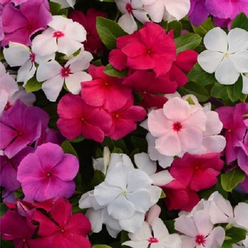 Mixed-color vinca plant plugs with pink, red, and white flowers