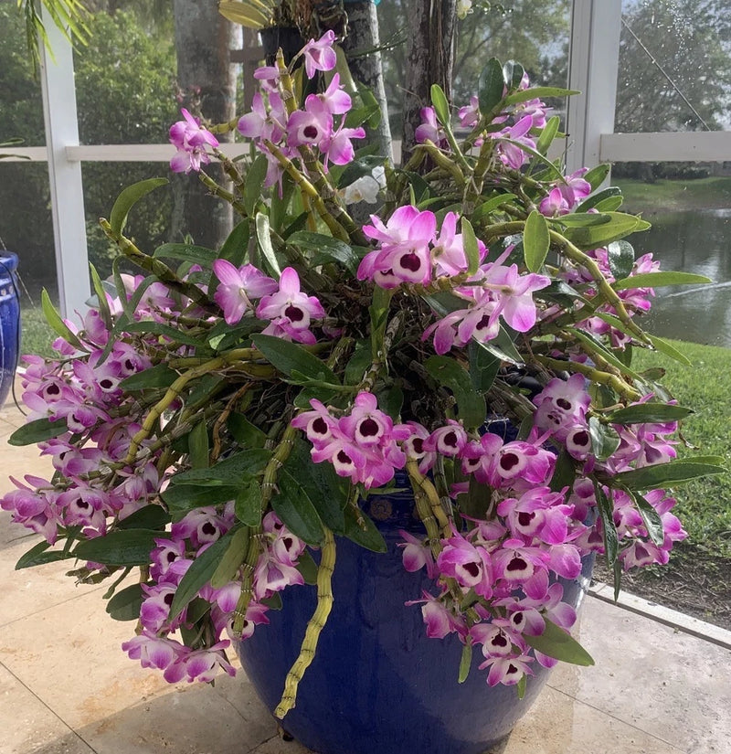 Large Dendrobium nobile orchid plant in blue pot with purple and white flowers