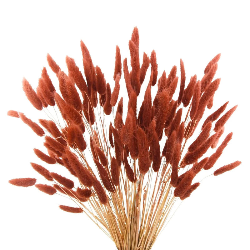 120pcs Burnt Orange Bunny Tails Dried Flowers,17" Dried Faux Pampas Grass Bul... Dried Flower