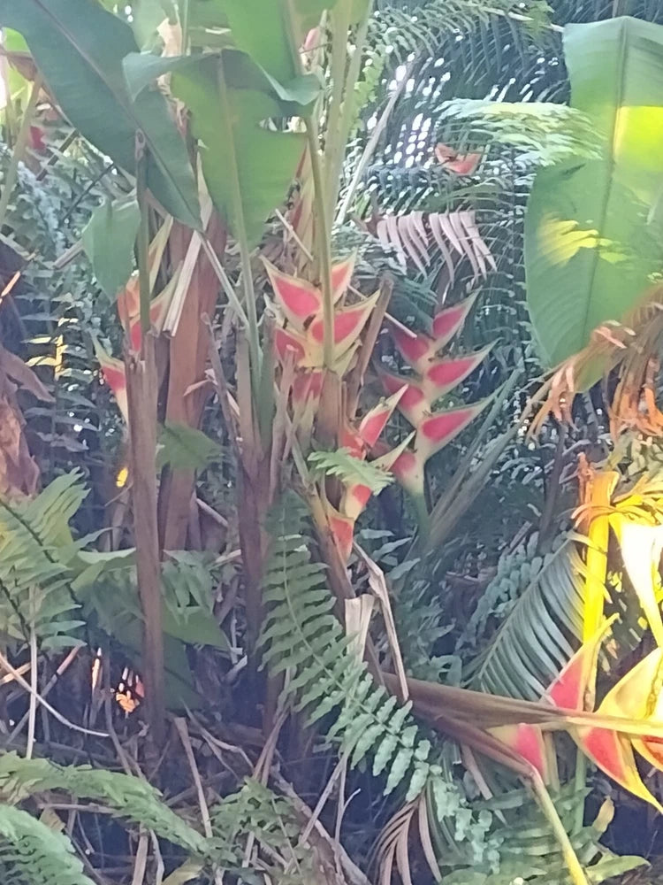 Heliconia wagneriana  - 4 Rhizomes Flowering Plants