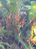 Heliconia wagneriana  - 4 Rhizomes Flowering Plants