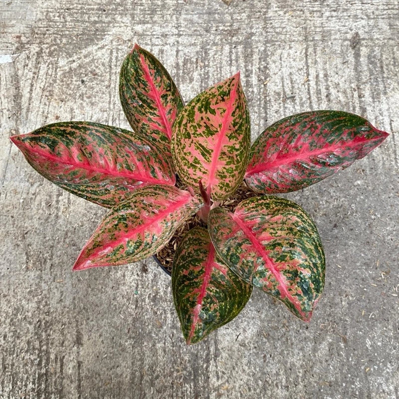 Live aglaonema plant with pink-red veined green leaves and speckled pattern