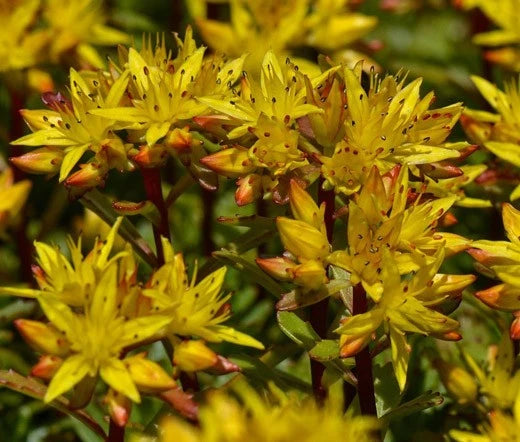 SEDUM STRIATUS STONECROP Phedimus Middendorfianus Striatum - 200 Bulk Seeds Garden Plants