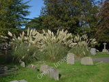 Photo 6x4 Banstead churchyard Lush Pampas grass growing in the churchyard c2010 Pampas Grass
