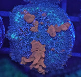 [WYSIWYG] OG WWC Sunkist Bounce Mushroom #1 Easy Softy Live Coral Anemone