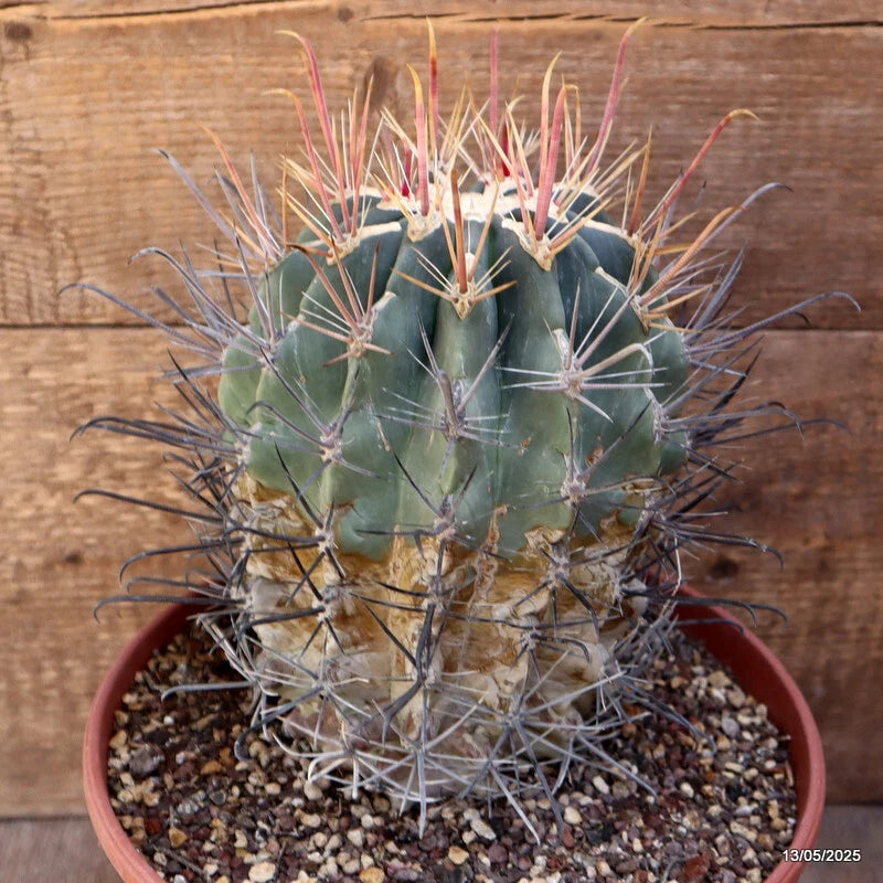 D4095 FEROCACTUS RECTISPINUS pot22-H20-W15 cm MaMa Cactus Green Plant