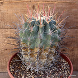D4095 FEROCACTUS RECTISPINUS pot22-H20-W15 cm MaMa Cactus Green Plant