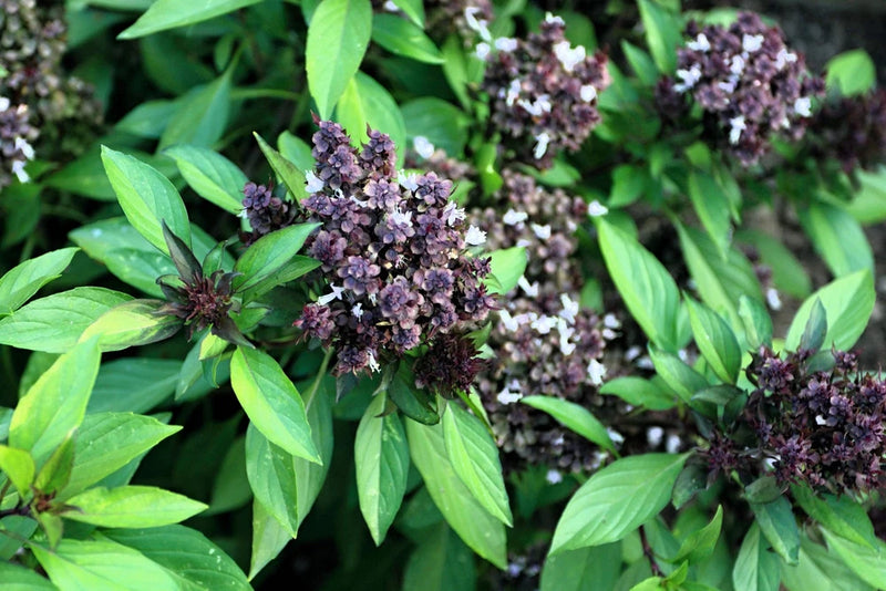 250 SIAM QUEEN Thai BASIL Ocimum Thyrsiflora Herb Flower Seeds Flowering Plants