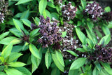 250 SIAM QUEEN Thai BASIL Ocimum Thyrsiflora Herb Flower Seeds Flowering Plants