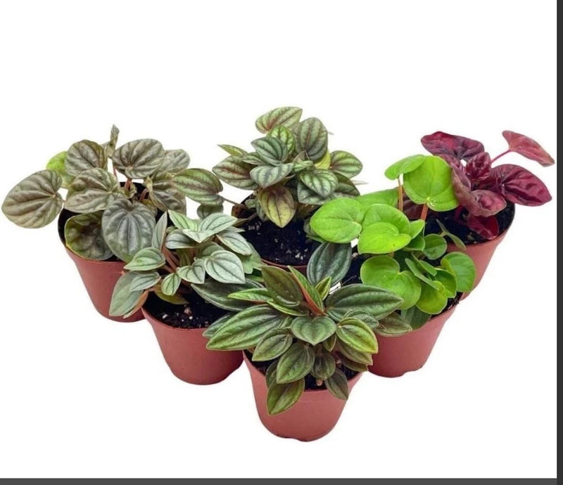 Pepperomia Assortment 8pk Green Plant
