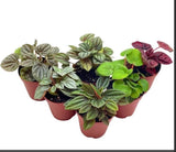 Pepperomia Assortment 8pk Green Plant