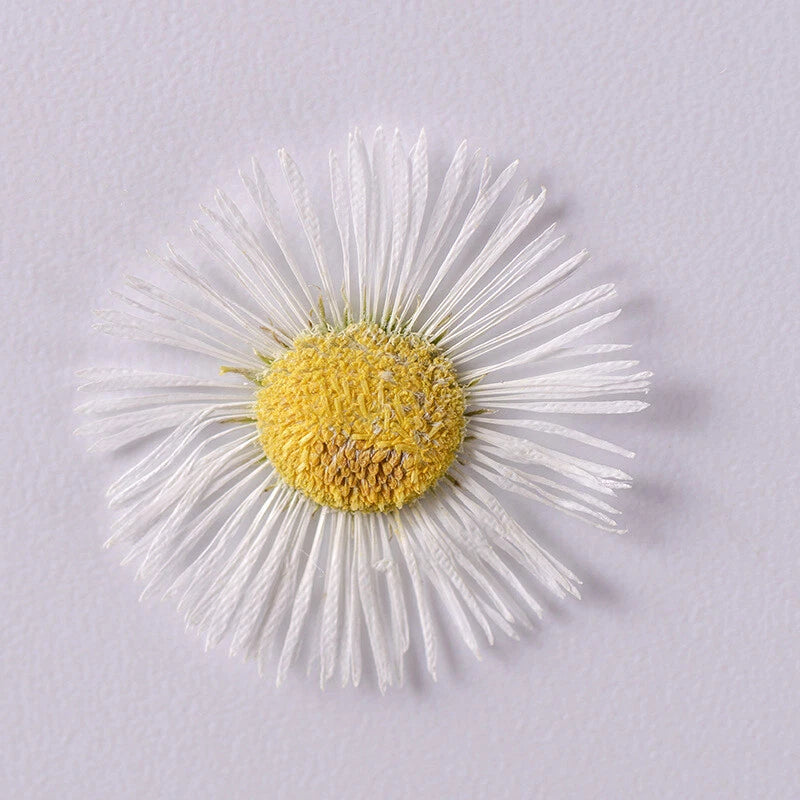 12PCS real Pressed dry daisy Flower multi colors dyed flower for art craft FCD47 Dried Flower