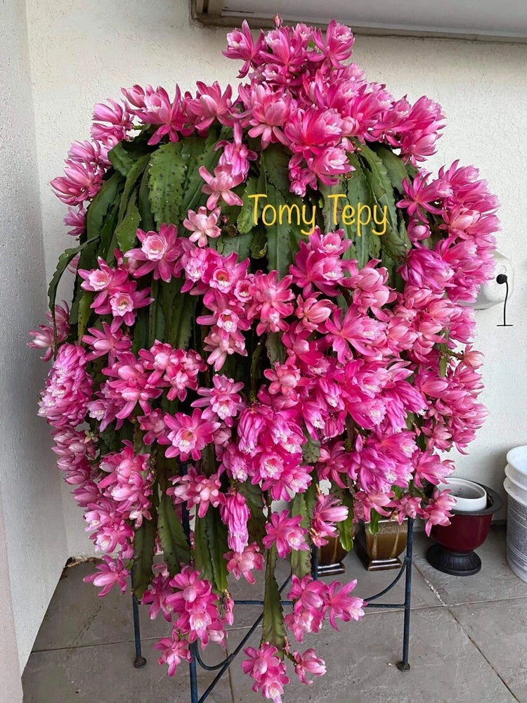 1 Unrooted Cutting 8-10Ó Rare orchid cactus German Empress Epiphyllum Fresh Orchids
