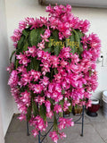 1 Unrooted Cutting 8-10Ó Rare orchid cactus German Empress Epiphyllum Fresh Orchids