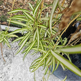 Spider Plant 10 Ready to Root Babies Easy Care Cleans Indoor Air Green Plant