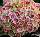 20 SEEDS for Pink/white HYDRANGEA RARE flower exotic bush home plant USA Seller Hydrangea
