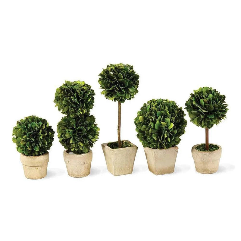 Boxwood Mini Topiaries In Planter Pots, Set Of 5 Green Plant