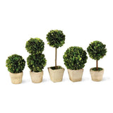 Boxwood Mini Topiaries In Planter Pots, Set Of 5 Green Plant