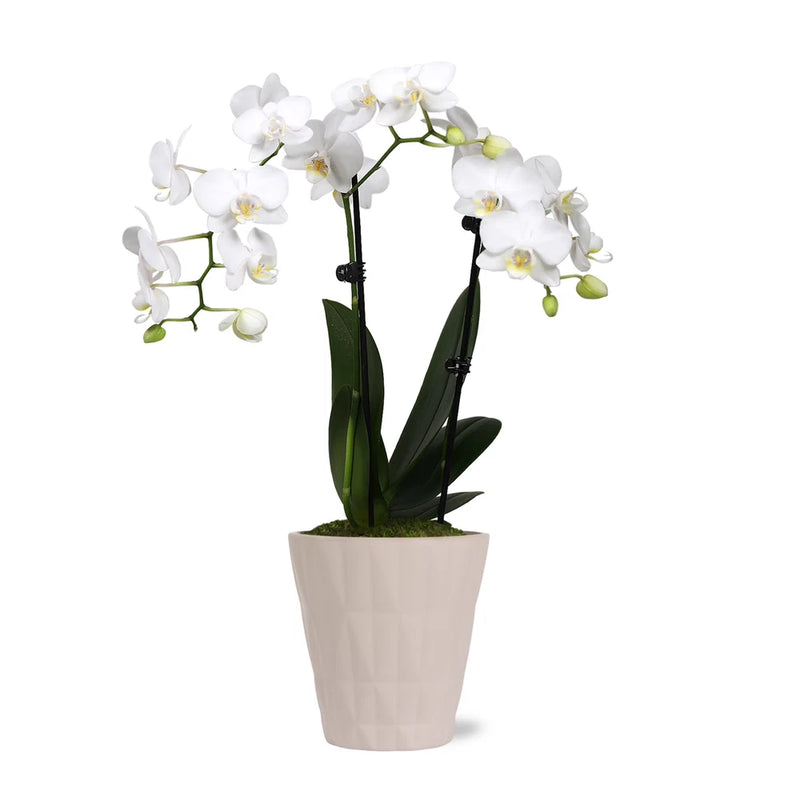 Just Add Ice Live Plant 10-12" Tall Petite White Orchid Live Plant in 3" Decorat Orchids