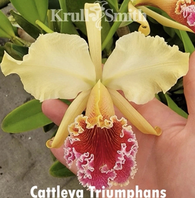Cattleya orchid with pale yellow petals and red-magenta lip with pink frills