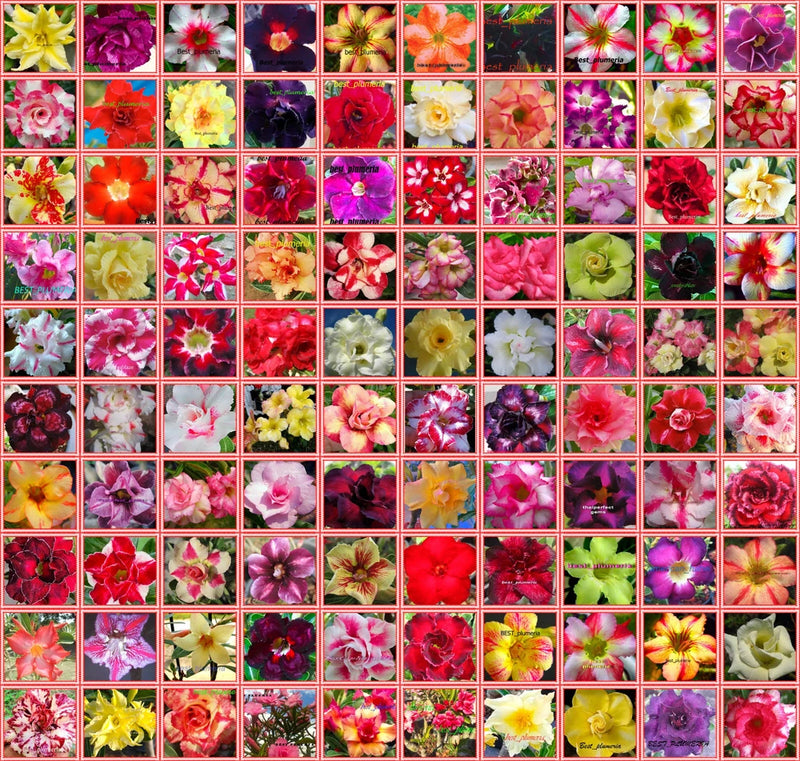 NEW Adenium Obesum "identified by color" 5,000 Seeds 100 Types! Flowering Plants