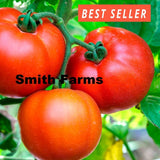50+ Seeds Dwarf Harmonic Convergence Tomato Juicy Easy to Grow Vegetable Garden Garden Plants