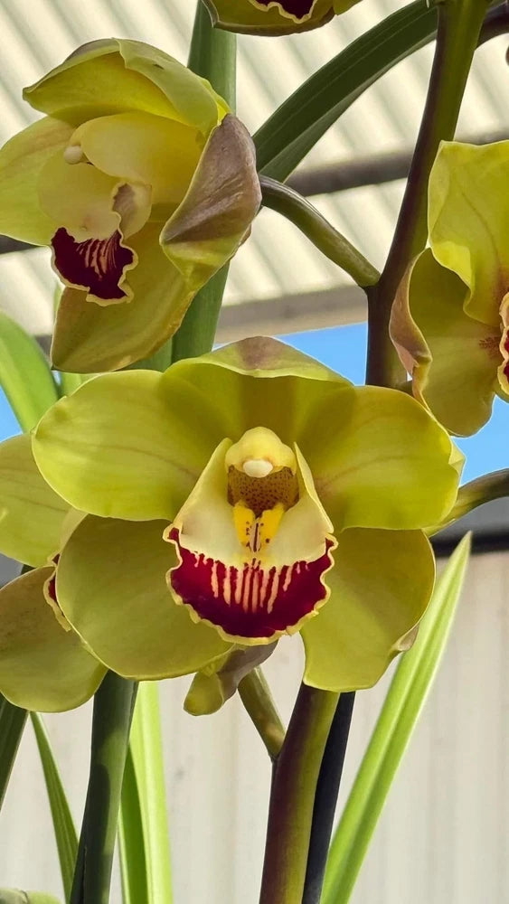 Yellow cymbidium orchid flowers with burgundy centers and cream throats