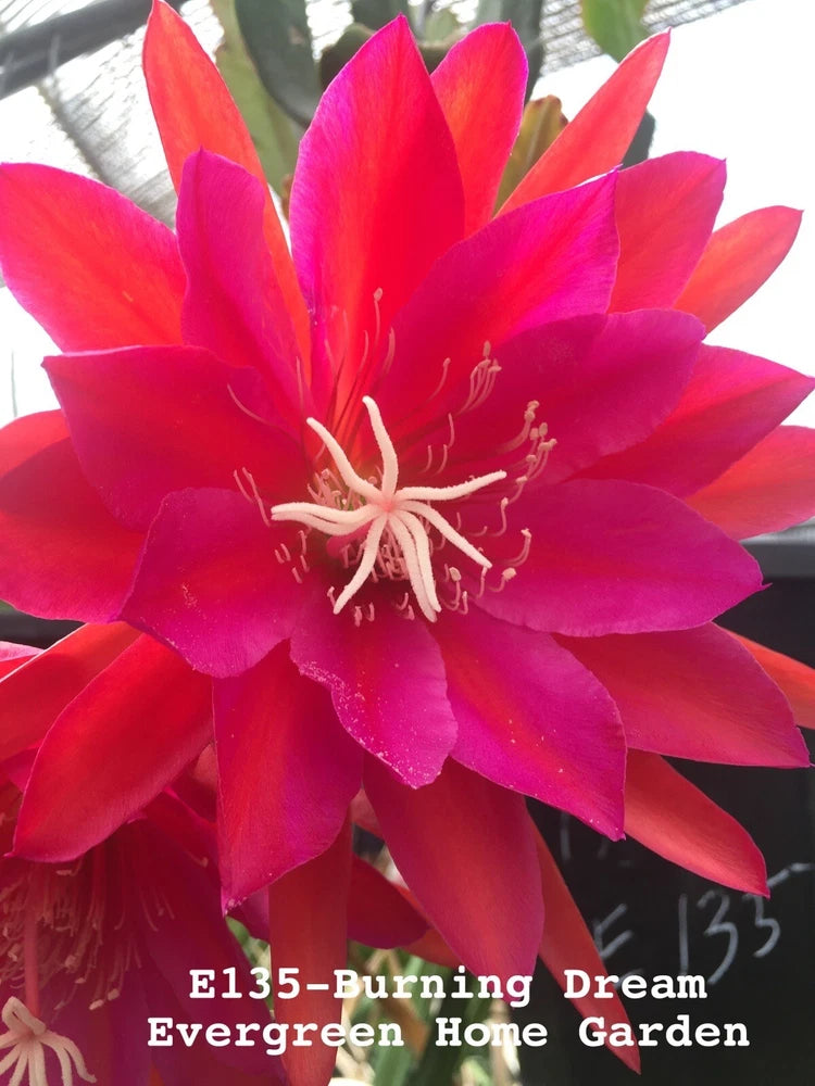 Rooted epiphyllum hybrid orchid cactus, bright pink-red blooms in 4 in pot