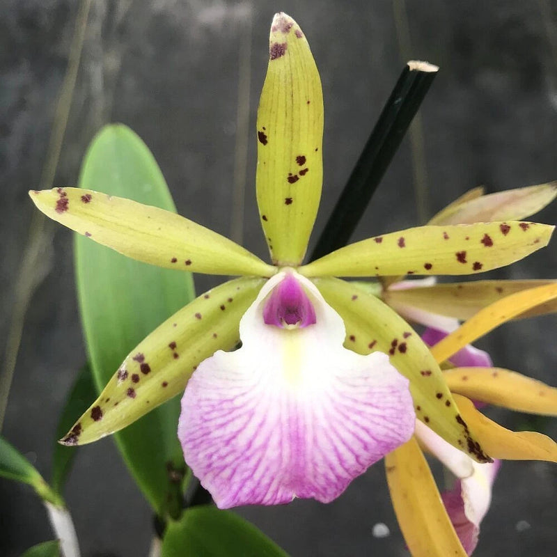 Cattleya orchid with yellow petals, purple speckles, and a lavender-purple lip in a pot