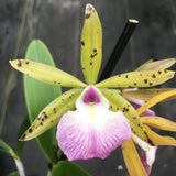 Cattleya Orchid ~ Bc. Hippodamia x aurantiaca ~ 4" Pot ~ Bloom Size Orchids