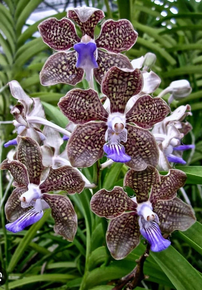 Orchid plant with speckled purple-brown star blooms and purple throats