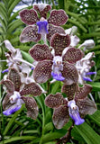 Vanda Mimi Palmer.  BS  Orchid Orchids