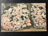 HYDRANGEA BUSH EDWARD MITCHELL ANTIQUE POSTCARD Hydrangea